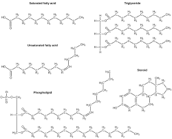 2 3 Biological Molecules Concepts Of Biology 1st