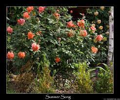 Summer Song Rose Photo Summer Songs Rose Photos David Austin Roses