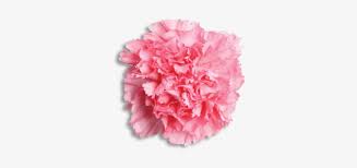 Phi Mu Flower Pink Carnation Transparent Background Free Transparent Png Download Pngkey Download the perfect pink carnation pictures. phi mu flower pink carnation