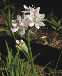 They are listed alphabetically, sometimes with comments, followed by the name and the location of the person who named them as. Favorite White Flowered Bulbs Pacific Bulb Society