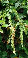 Image result for Flemingia strobilifera