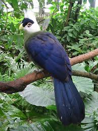 Colorful Bird With Big Feathers Pin On My Island