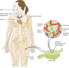 Foundational anatomy provides medical students with the necessary background in anatomy for success in clerkships. Anatomy Of The Circulatory And Lymphatic Systems Microbiology