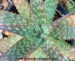 Image result for Aloe zebrina