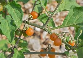 Image result for Solanum villosum