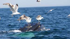 Metals such as mercury and lead in light bulbs are valuable and can be recovered for reuse. Wildlife Over Waste Environment America