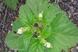 Image result for Croton hirtus