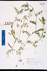 Image result for Vicia sativa