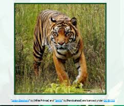 Or else, do online coloring directly from your tab, ipad or on our web feature for this sumatran tiger climb down into the village coloring page. What Is A Sumatran Tiger Answered Twinkl Teaching Wiki