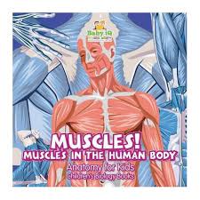 Anatomical diagram showing a front view of muscles in the human body. Muscles Muscles In The Human Body Anatomy For Kids Children S Biology Books Buy Online In South Africa Takealot Com