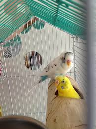Pretty Budgies With An Interesting Little Hide Goruntuler Ile Muhabbet Kuslari Papagan Kus