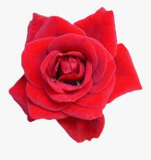 500+ vectors, stock photos & psd files. Red Flower Png Image Red Rose Png Single Free Transparent Clipart Clipartkey