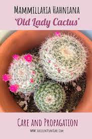They come in a vast range of shapes and sizes. Mammillaria Hahniana Old Lady Cactus Care And Propagation Succulent Plant Care