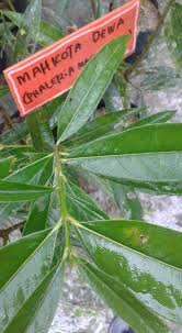 010 2675 401 / 017 3935 940 yahya bin abdul rahim. Anak Pokok Mahkota Dewa Tinggi 1 Seri Subuh Agrofarm Facebook