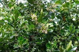 Image result for Calophyllum