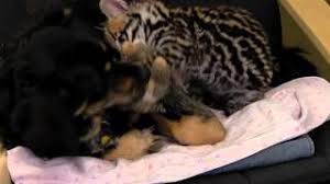 Check spelling or type a new query. New Spirit 4 Aussie Rescue