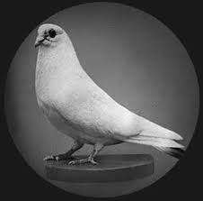 Black And White Pigeon Name Alexei Nikola Tesla Alix Pigeon Tesla Nikola Tesla Nicolas Tesla