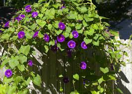 Image result for morning glory photos