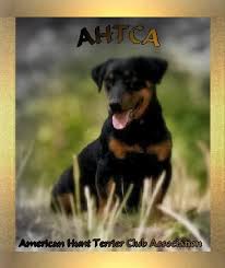 Black And Tan Jack Russell For Sale Ahtca Breeders With Hunt Terrier Puppies For Sale Black And Tan Terrier Terrier Puppies Jack Russell Terrier Puppies
