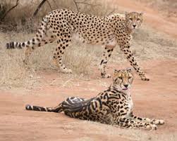 We did not find results for: How The Cheetah Got Its Stripes A Genetic Tale By Stanford Researchers News Center Stanford Medicine