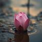 Public Talk: “The Lotus Arising from the Mud” event image