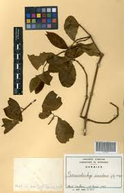 Image result for Sericostachys scandens
