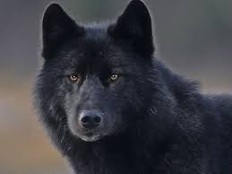 Check spelling or type a new query. There Was Once A Wolf Who Loved Too Much And What Happened To Him Was A Crime