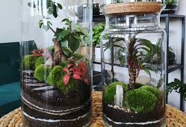 The venus flytrap (dionaea muscipula) is a carnivorous plant native to the bogs of north and south carolina. How To Make A Terrarium The Best Plants For Terrariums The Old Farmer S Almanac