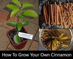 How To Grow Cinnamon At Home Growing Fruit Spice Garden Vegetable Garden Tips