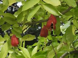 Image result for Blighia