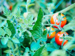 Sprays give better coverage and stay on the plants longer than dust. Can You Eat Tomato Leaves The Answer Will Surprise You Garden Betty