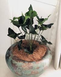 Banyak Kan Yang Sering Nanya Selain Philo Ada Tanaman Jenis Apa Lagi Yang Kuat Indoor Dan Keliatan Bagus Hmm Coba Deh Beberapa Jeni Plants Terrarium Maine