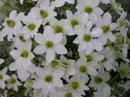 Usda zone this evergreen early bloomer features elegant glossy, serrated green foliage with attractive white flowers that bloom in march and april. Early Sensation Evergreen Clematis Plants4home