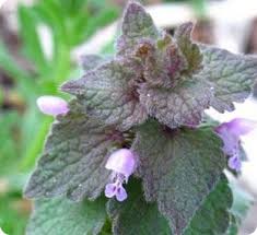 Resultado de imagen para la ortiga