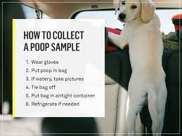 It is possible to be infected and have no signs or symptoms of illness. Dog Poop 101 What It S Telling You What To Do Gallant