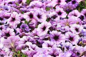 Morning Glory Flower Meaning Morning Glory Flowers Flower Meanings Morning Glory