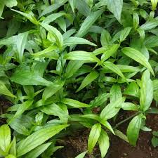 Daun belalai gajah dinamakan demikian karena bentuk daunnya yang panjang dan lonjong seperti sebuah. Daun Belalai Gajah