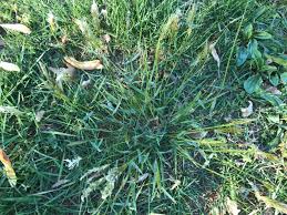 Image result for Anthoxanthum nivale