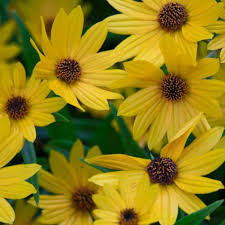 Image result for Helianthus angustifolius