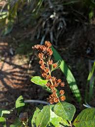 Image result for Rhynchosia ferruginea