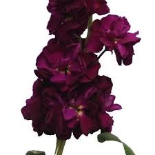 Welcome Stock Flower Flowers Burgundy Flowers