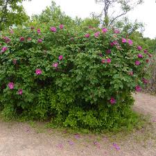 We did not find results for: Irish Wild Rose Rosa Rugosa Bare Root Plants For Sale Online