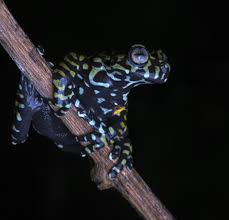 Image result for Hyloscirtus criptico