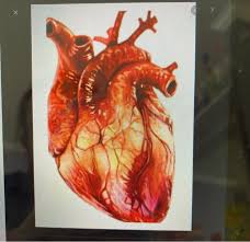 Are you searching for real heart png images or vector? Solved On A Photo Of A Real Heart Not Diagram Label The Chegg Com