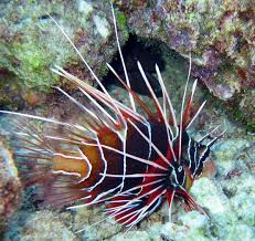 Home Of Weird Pictures Strange Facts Bizarre News And Odd Stuff Marine Aquarium Fish Lion Fish Marine Aquarium