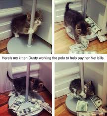 She Works Hard For Her Money Funny Animals Cute Animals Animals