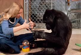 This article may contain major plot or ending details. Why Koko The Gorilla Who Mastered Sign Language Mattered