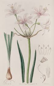 Image result for Hyperacanthus microphyllus