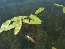 Image result for Potamogeton