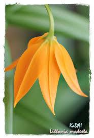 Image result for Littonia modesta